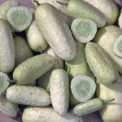 Cucumber 'Boothby's Blonde' - 1 packet (20 seeds)