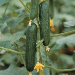 Cucumber 'Picolino' F1 Hybrid (Organic) - 1 packet (4 seeds)