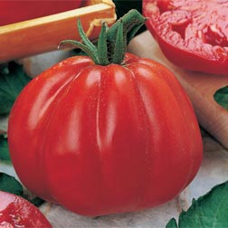 Tomato 'Cuore di Bue' - Vita Sementi® Italian Seeds - 1 packet (390 seeds)