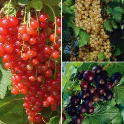 Currant Collection - 3 plants - 1 of each variety