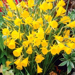 Narcissus bulbocodium 'Golden Bells' - 24 bulbs