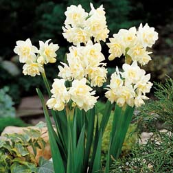 Narcissus 'Erlicheer' - 20 bulbs