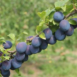 Damson Plum 'Merryweather' - 1 feathered maiden