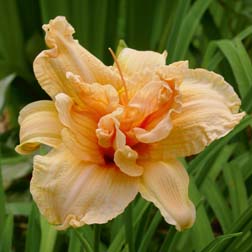 Daylily 'Double Dream' - 1 bareroot plant