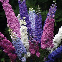 Delphinium 'New Zealand Doubles Mixed' - 5 plants in 5cm pots