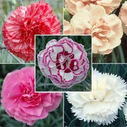Dianthus Collection - 10 jumbo plugs