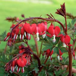 Dicentra 'Valentine' - 3 bareroot plants