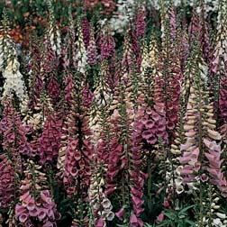 Foxglove 'Foxy' - 1 packet (1500 seeds)