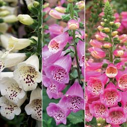 Foxglove 'Camelot Trio' F1 Hybrid - 3 packets - 1 of each variety (54 seeds in total)