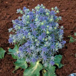 Eryngium planum 'Blue Hobbit' - 1 packet (15 seeds)