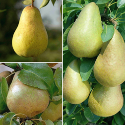 Pear 'Family Pear Tree' - 1 tree