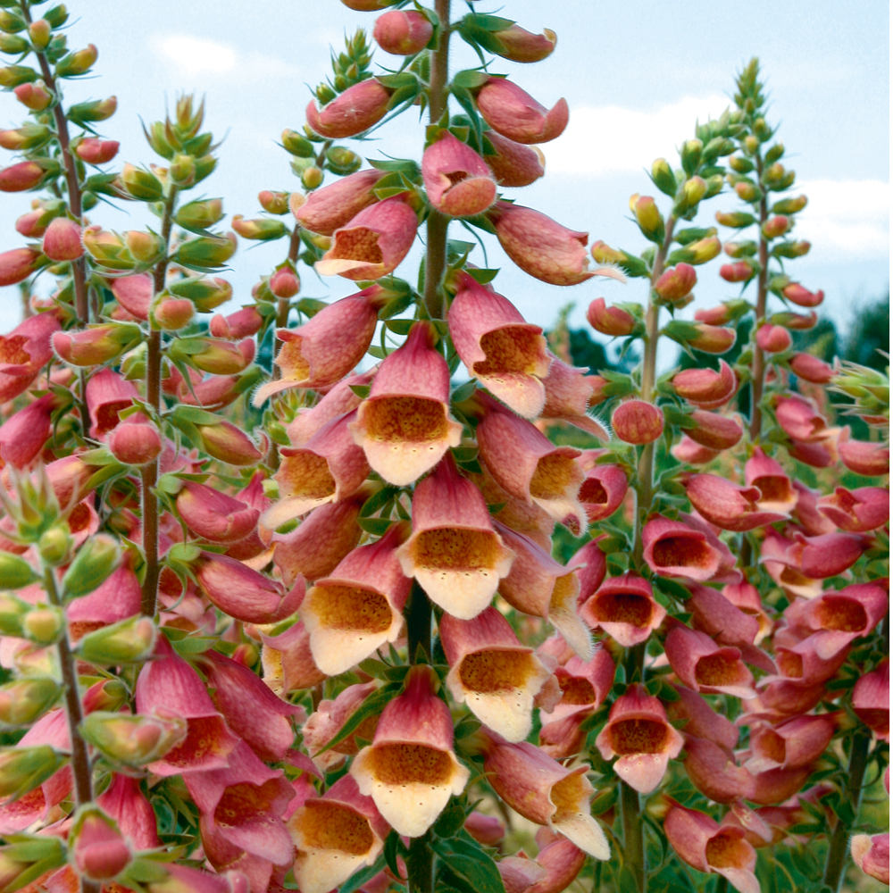 Foxglove 'Polka Dot Pippa' - 3 plants in 5cm pots