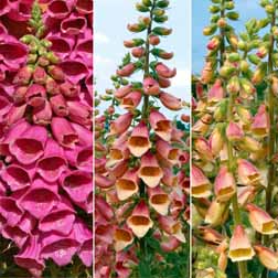 Foxglove 'Polka Dot Collection' - 6 potted plants - 2 of each variety
