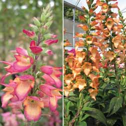 Foxglove 'Illumination Duo' - 2 x 9cm potted plants - 1 of each variety