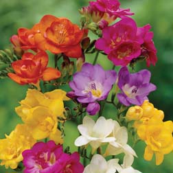 Freesia 'Crown Jewels Mixed' - 36 plug plants