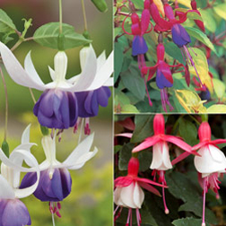 Fuchsia 'Hardy Collection' B' (Hardy) - 6 x 9cm potted plants - 3 of each variety