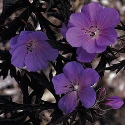 Geranium pratense 'Purple Haze' - 1 packet (5 seeds)