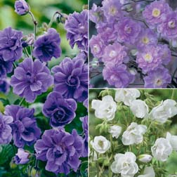 Geranium 'Double Flowered Collection' - 3 bareroot plants - 1 of each variety
