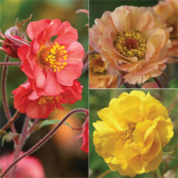Geum 'Fruit Punch' Collection - 6 bareroot plants - 2 of each variety