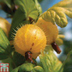Gooseberry 'Hinnonmaki Yellow' - 3 bushes