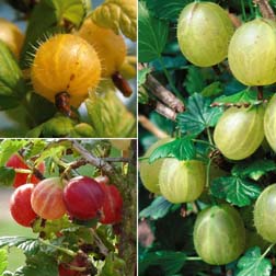Gooseberry Collection - 3 bushes - 1 of each variety