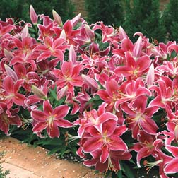 Ground Cover Lily 'Dazzler' - 20 bulbs