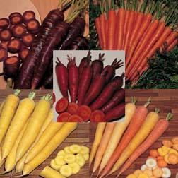 Carrot : Healthy Coloured Collection - 5 packets - 1 of each