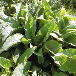 Comfrey - 1 packet (30 seeds)