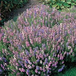 Hyssopus officinalis 'Tricolour Mixed' - 1 packet (200 seeds)
