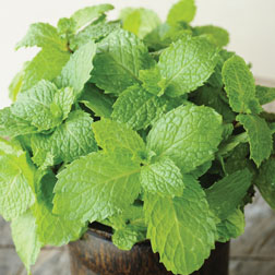Mint - 1 packet (1250 seeds)