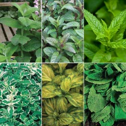 Mint Plant Collection - 5 jumbo plugs - 1 of each variety