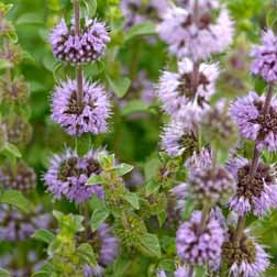 Mint (Pennyroyal) - 1 packet (250 seeds)