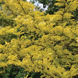 Honey Locust Tree - Part of the Alan Titchmarsh Collection - 1 bareroot