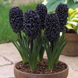 Hyacinth 'Midnight Mystique' - 1 bulb