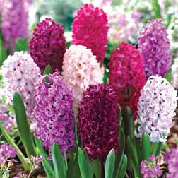 Hyacinth 'Berries and Cream Mixture' - Dutch Gardens - 32 bulbs