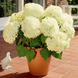 Hydrangea arborescens 'Annabelle' - 1 plant in 9cm pot