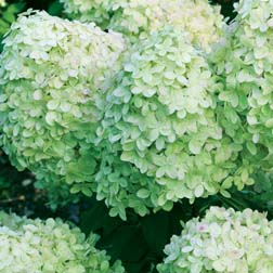 Hydrangea paniculata 'Limelight' - 1 plant in 9cm pot