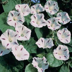 Morning Glory Milky Way - 1 packet (25 seeds)
