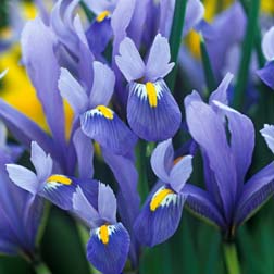 Iris reticulata 'Cantab' - 48 bulbs