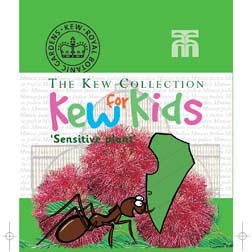 Mimosa pudica - Kew for Kids Children's Seeds - 1 packet (50 seeds)