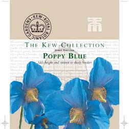 Poppy (Meconopsis) grandis - Kew Collection Seeds - 1 packet (30 seeds)