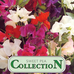 Sweet Pea Collection - 1 packet (6 foils) (60 seeds)