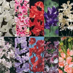 Sweet Pea Collection - 10 packets - 1 of each variety (230 seeds in total)