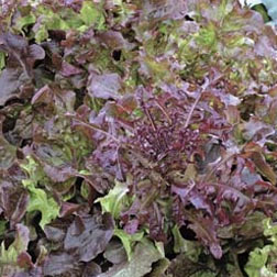 Lettuce 'Red Salad Bowl' (Loose-Leaf) - Vita Sementi® Italian Seeds - 1 packet (4000 seeds)