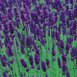 Lavender 'Hidcote' - Part of the Alan Titchmarsh Collection - 5 jumbo plugs