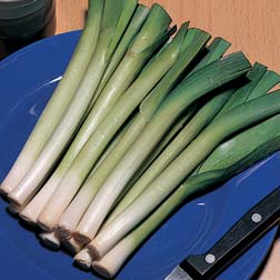 Leek 'King Richard' - 1 packet (125 seeds)