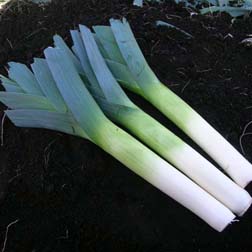 Leek 'Below-Zero' F1 Hybrid - 1 packet (50 seeds)