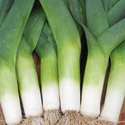 Leek 'Cairngorm' F1 Hybrid - 1 packet (40 seeds)