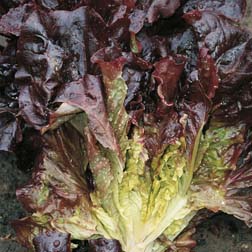 Lettuce 'Nymans' (Cos) - 1 packet (350 seeds)