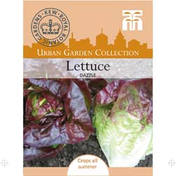 Lettuce 'Dazzle' (Cos) - 1 packet (300 seeds)